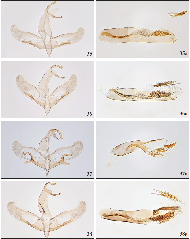 35. Apatema mixtum Falck & Karsholt, sp. n., ♂, Tenerife, GP2793PF. 35a. Phallus, Tenerife, GP2793PF. 36.Apatema fasciata (Stainton, 1859), ♂, Gran Canaria, GP3195PF. 36a. Phallus, Gran Canaria, GP3211PF. 37.Apatemacoarctella (Rebel, 1896), ♂, Tenerife, GP3213PF. 37a. Phallus, Tenerife, GP2775PF. 38.Apatema junnilaineniVives, 2001, ♂, Gran Canaria, GP2778PF. 38a. Phallus, Gran Canaria, GP2778PF.
