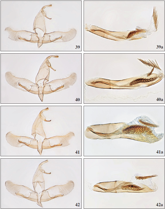39. Apatema pseudolucidum Falck & Karsholt, sp. n., ♂, Gran Canaria, GP3203PF. 39a. Phallus, Gran Canaria, GP3203PF. 40.Apatema griseum Falck & Karsholt, sp. n., ♂, Gran Canaria, GP3189PF. 40a. Phallus, Gran Canaria, GP3189PF. 41.Apatema lucidumWalsingham, 1908, ♂, Tenerife, GP3185PF. 41a. Phallus, Tenerife, GP3354PF. 42. Apatema grancanariae Falck & Karsholt, sp. n., ♂, Gran Canaria, GP3201PF. 42a. Phallus, Gran Canaria, GP3201PF.