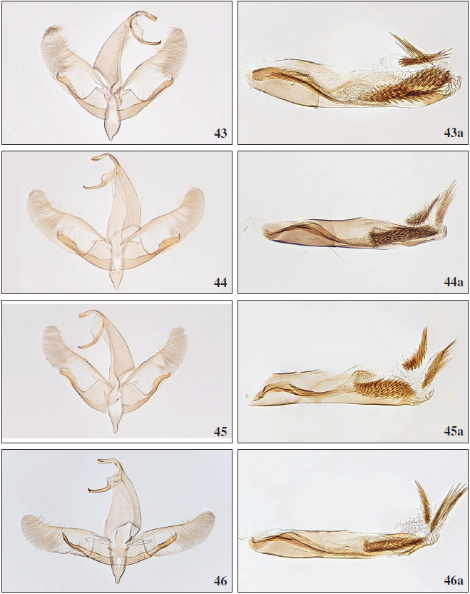 43. Apatema brunneum Falck & Karsholt, sp. n., ♂, Tenerife, GP3178PF. 43a. Phallus, Tenerife, GP3179PF. 44.Apatema transversum Falck & Karsholt, sp. n., ♂, Gran Canaria, GP2789PF. 44a. Phallus, Gran Canaria, GP2783PF. 45.Apatema stadeli Falck & Karsholt, sp. n., ♂, Tenerife, GP2780aPF. 45a. Phallus, Tenerife, GP2780PF. 46. Apatema skulei Falck & Karsholt, sp. n., ♂, Gran Canaria, GP3389PF. 46a. Phallus, Gran Canaria, GP3388PF.