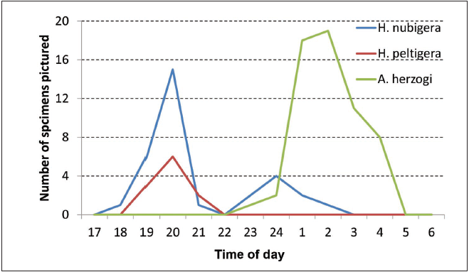 The rhythm of the moth’s attraction on light source in Qetura locality