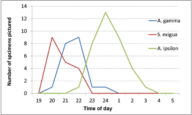 The rhythm of the moth’s attraction on light source in Botanical garden in Tel Aviv.