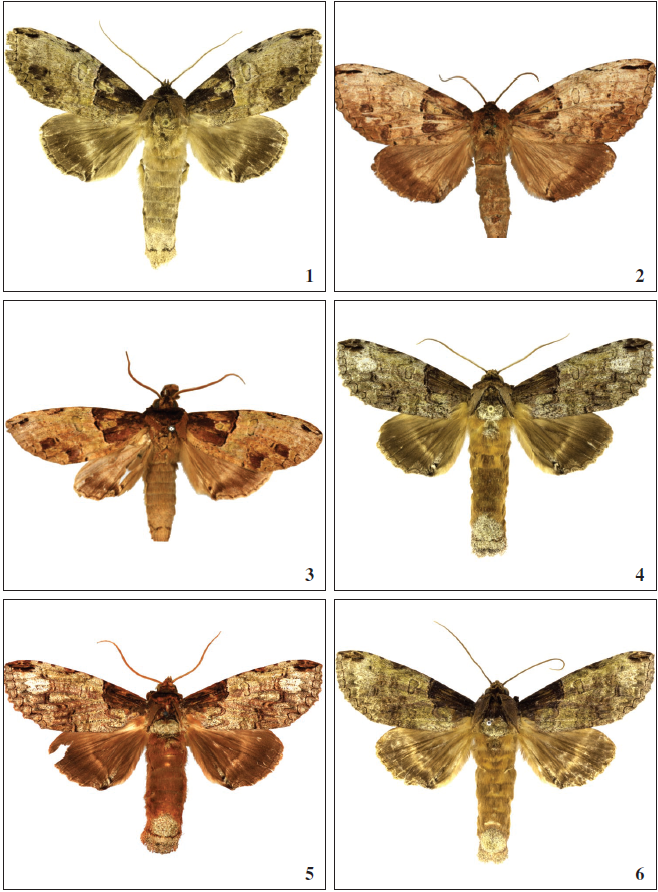 Adult Ophitis species, dorsal view. 1-3.O. magnaria. 1. ♂ Brazil. 2. holotype ♀. 3. holotype ♂ (= imitata). 4-5.O. mistura. 4. ♂ Brazil. 5. ♂ holotype (= cossoides). 6. O. culpata ♂ Costa Rica.