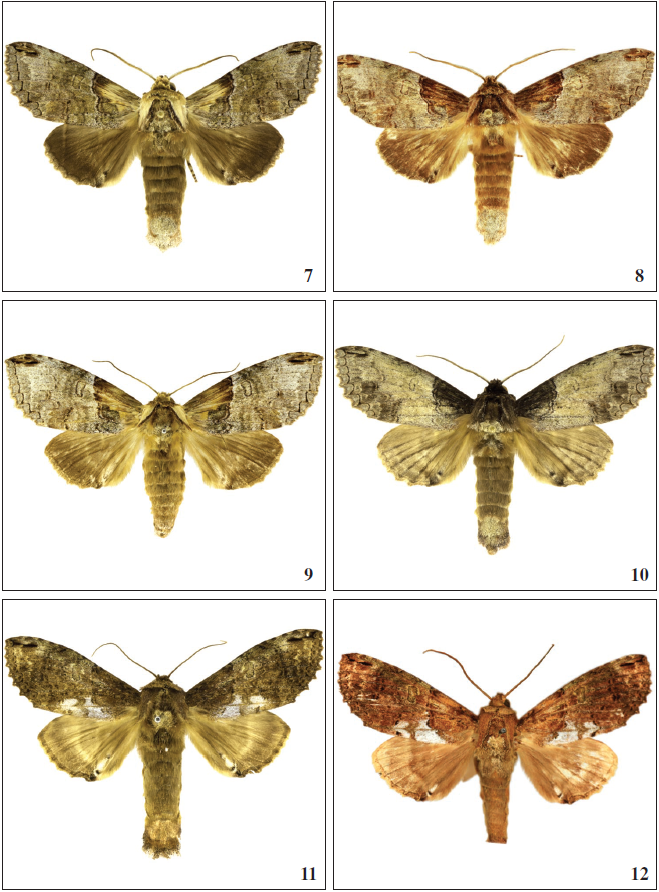 7-10. O. lemoulti, Brazil. 7, 8, 10. ♂♂. 9. ♀. 11-12. O. biplaga.11. ♂ Brazil. 12. holotype ♂.