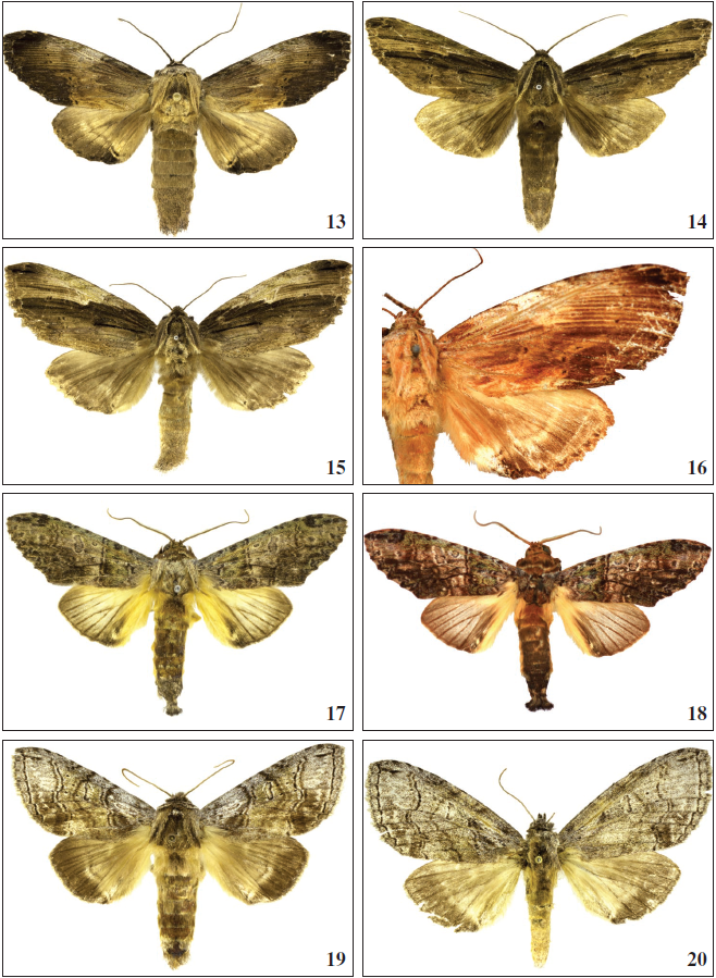 13-16. O. adusta. 13-14. ♂♂, Brazil. 15. ♀, Costa Rica. 16. holotype ♀. 17-18. O. rothschildi. 17. ♂ Brazil. 18. holotype ♂ (= muscosa). 19-20. O. mielkei. 19. holotype ♂. 20. paratype ♀.