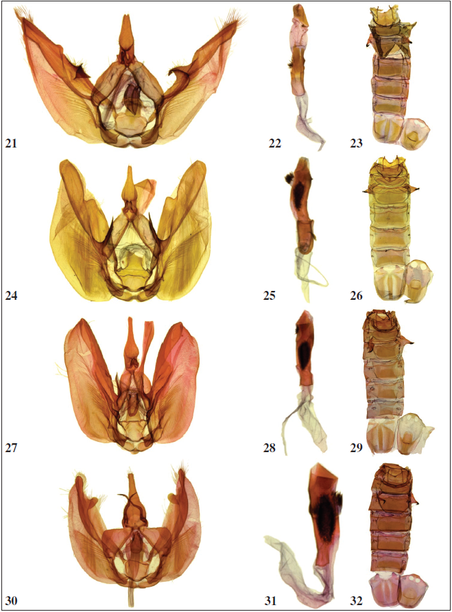 21-44. Male genitalia, aedeagus, and 8th abdominal segment (tergite left; sternite right) of Ophitis species (ventral view). 21-23. O. magnaria. 24-26. O. mistura. 27-29. O. culpata. 30-32.O. lemoulti.