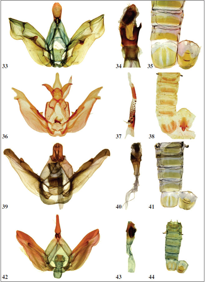 33-35. O. biplaga. 36-38. O. rothchildi.39-41.O. mielkei (holotype). 42-44.O. adusta.