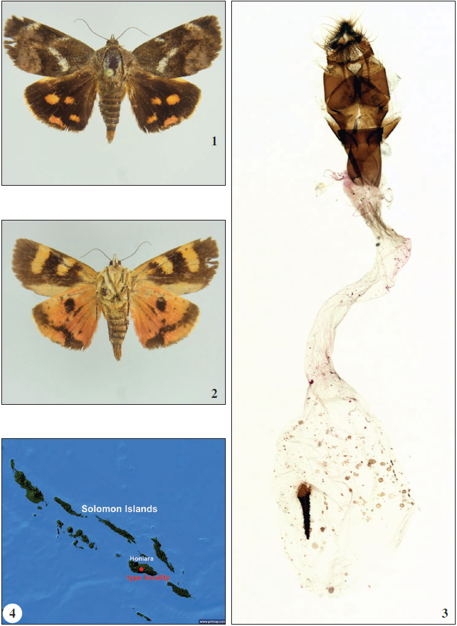  1.Hyblaea solomonensis Buchsbaum & Chen, sp. n., holotype. 2. Underside. 3. Female genitalia. 4. Map with type locality.
