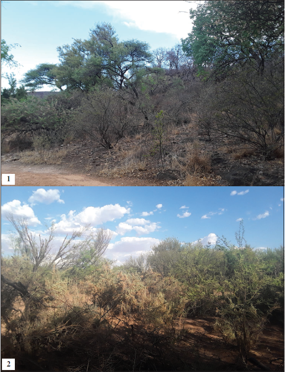 1. Habitat of Scythris eburnipalpella Nupponen, sp. n., S. eneae Nupponen, sp. n., S. fimbriatella Nupponen, sp. n. and nine other Scythrididae reported in the present article: bushy savanna in North Namibia. (Photo: R. Haverinen, 26-XI-2019). 2. Habitat of Haploscythris fannyae Nupponen, sp. n. and eight other Scythrididae reported in the present article: bushy savanna in Central Namibia. (Photo: R. Haverinen, 1-XII-2019).