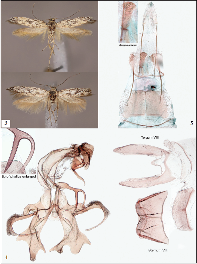 3. Adults of Haploscythris fannyae Nupponen, sp. n. (up: male, holotype; below: female, paratype). 4. Male genitalia of Haploscythris fannyae Nupponen, sp. n. (holotype; GP 2/25-VII-2020 KN). 5. Female genitalia of Haploscythris fannyae Nupponen, sp. n. (paratype: GP 4/30-VII-2020 KN).