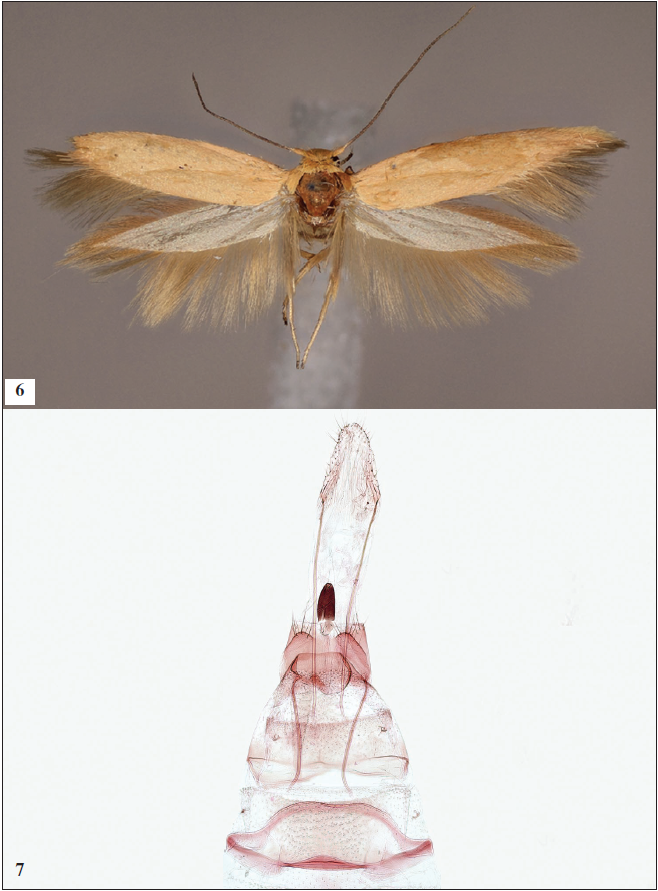 6. Adult of Scythris eburnipalpella Nupponen, sp. n. (female, holotype). 7. Female genitalia of Scythris eburnipalpella Nupponen, sp. n. (holotype: GP 1/20-VI-2020 KN).