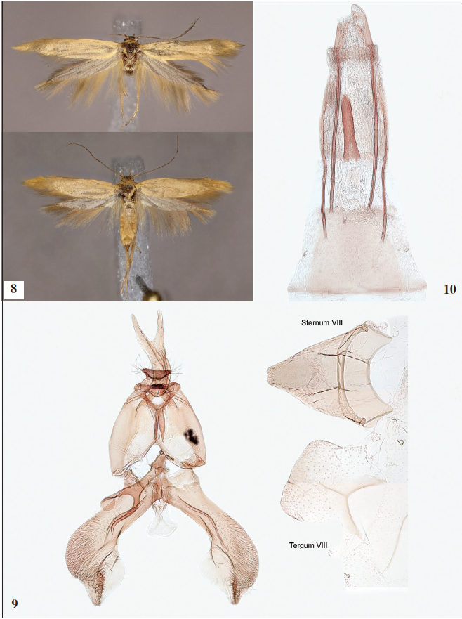 8. Adults of Scythris eneae Nupponen, sp. n. (up: male, holotype; below: female, paratype). 9. Male genitalia of Scythris eneae Nupponen, sp. n. (holotype; GP 1/18-VI-2020 KN). 10. Female genitalia of Scythris eneae Nupponen, sp. n. (paratype: GP 2/2-VII-2020 KN).