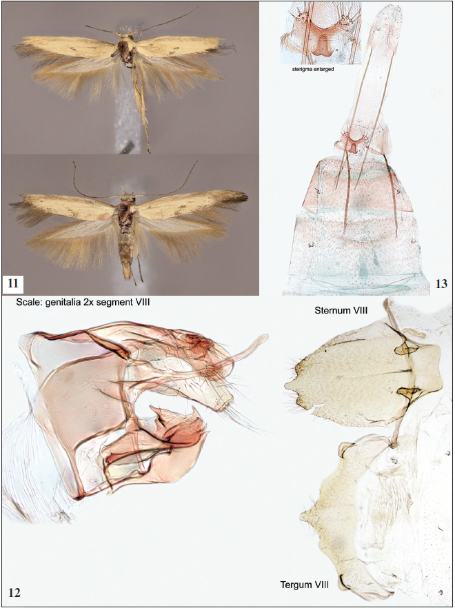 11. Adults of Scythris fimbriatella Nupponen, sp. n. (up: male, holotype; below: male, paratype). 12. Male genitalia of Scythris fimbriatella Nupponen, sp. n. (holotype; GP 1/16-VI-2020 KN). 13. Female genitalia of Scythris fimbriatella Nupponen, sp. n. (paratype: GP 2/16-VI-2020 KN).
