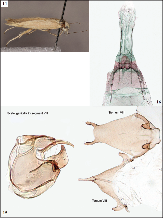 14. Adult of Scythris pretarsella Nupponen, sp. n. (male, holotype). 15. Male genitalia of Scythris pretarsella Nupponen, sp. n. (holotype; GP 2/29-VII-2020 KN). 16. Female genitalia of Scythris pretarsella Nupponen, sp. n. (paratype: GP 1/30-VII-2020 KN).
