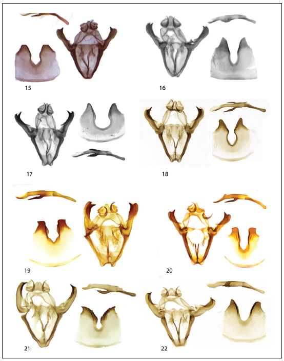Male genitalia of the species of the Oospila stagonata complex. 15. O. elegia Viidalepp & Lindt,sp. n. (Holotype, slide 7996). 16. O. elegia Viidalepp & Lindt, sp. n. (Paratype, slide 7212). 17. O. furcataViidalepp & Lindt, sp. n. (Paratype, slide 8184). 18. O. furcata Viidalepp & Lindt, sp. n. (Paratype, slide 551).19. O. truncata Viidalepp & Lindt, sp. n. (Paratype, slide 256). 20. O. truncata Viidalepp & Lindt, sp. n.(Holotype, slide 8171). 21. O. rogata Viidalepp & Lindt, sp. n. (Holotype, slide 554). 22. O. rogata Viidalepp& Lindt, sp. n. (Paratype, slide 556).