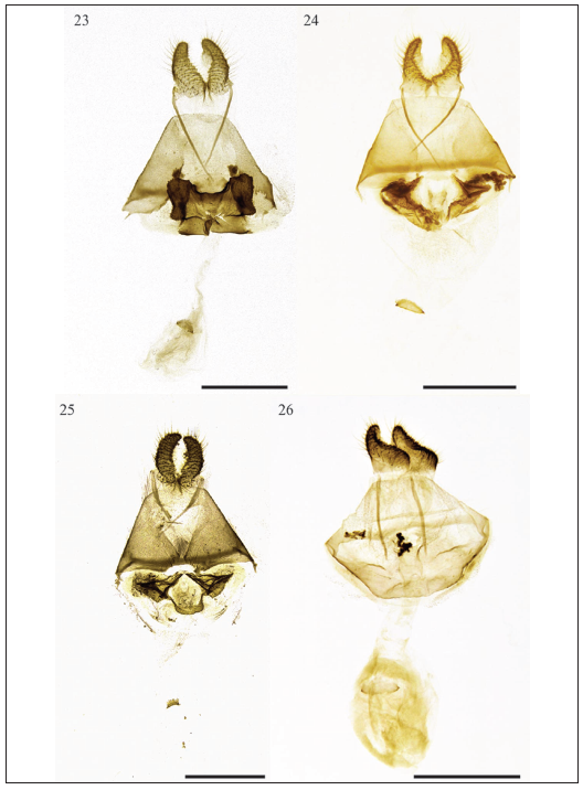 Female genitalia of the species of Oospila stagonata complex. 23. Oospila furcata, paratype. 24.O. truncata, paratype. 25. O. rogata Viidalepp & Lindt, sp. n., paratype. 26. O. arycanda.