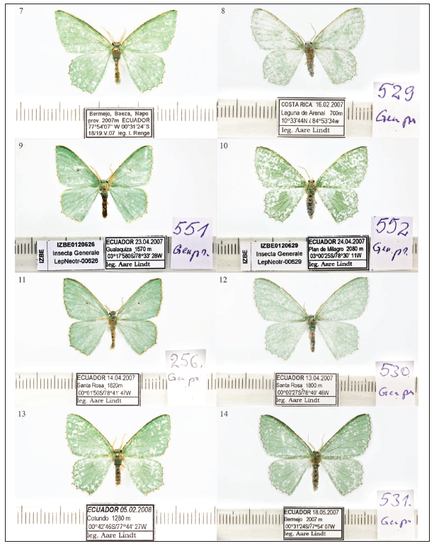 Moths of the Oospila stagonata complex. Genital slide numbers added to encourage comparisonwith images. 7. Oospila elegia Viidalepp & Lindt, sp. n., male. 8. O. elegia Viidalepp & Lindt, sp. n., male. 9.O. furcata Viidalepp & Lindt, sp. n., female. 10. O. furcata Viidalepp & Lindt, sp. n., male. 11. O. truncataViidalepp & Lindt, sp. n., male. 12. O. truncata Viidalepp & Lindt, sp. n., female. 13. O. rogata Viidalepp &Lindt, sp. n., male. 14. O. rogata Viidalepp & Lindt, sp. n., female.