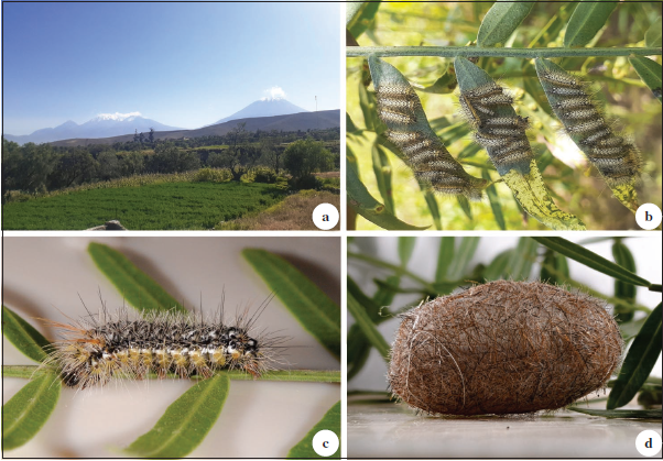 Natural history of Amastus walkeri (Rothschild, 1922) in southwestern Peru. a. Habitat of A. walkeri in Mollebaya (Arequipa). b. Gregarious larvae of A. walkeri feeding on leaves of Schinus molle L. c. Larva of A. walkeri showing the distribution of setae. d. Light brown cocoon of A. walkeri.