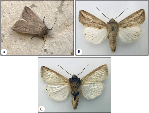 Mythimna umbrigera (Saalmller, 1891) MALTA, 1 ♂, Ħaż -Ż ebbuġ , Wied Qirda 15-VII-2020 A and B showing upper parts and C showing both the glossy undersides and the black abdominal coremata.