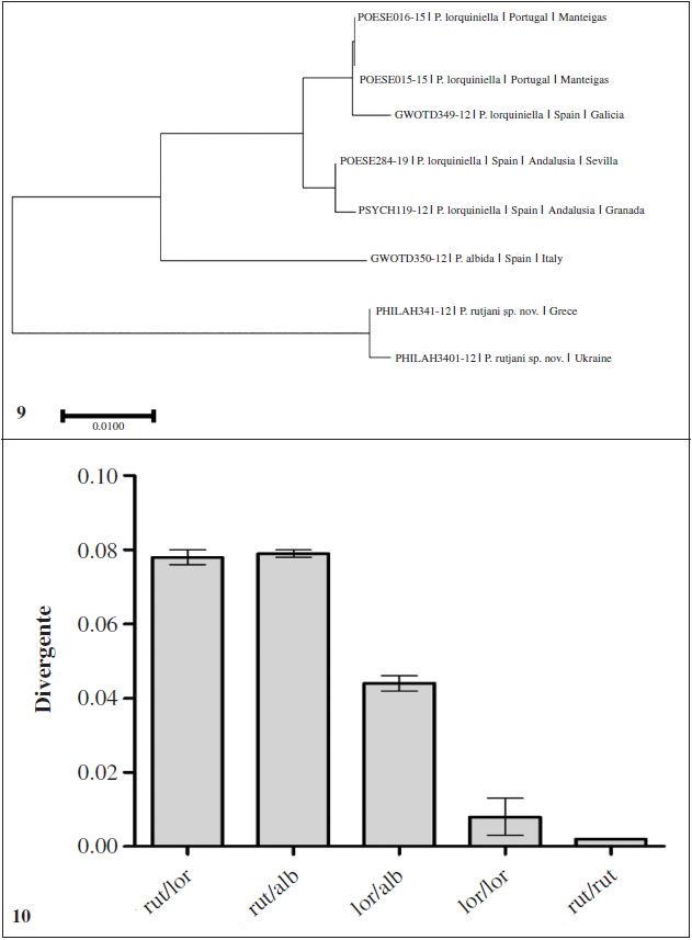 Neighbor-joining tree of a part of the European species of the P. albida-species group. 10. The average value und standard deviation for the value groups as mentioned in matrix 2.
