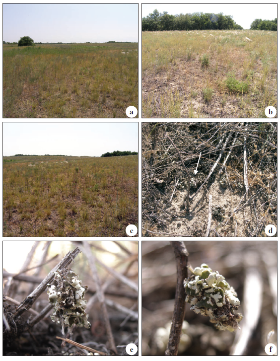 Habitat of P. rutjani Arnscheid & Weidlich, sp. n. in Ukraine: a-c. The habitat at the type locality in Ukraine in the Black Sea Biosphere Reserve (Ukrainian) which is located at the littoral zone of the northern Black Sea coast in the region of Kherson. The reserve is part of the National Academy of Sciences of Ukraine. d., e., f. Female larval cases, spun at twigs for pupation. Photos: E.V. Rutjan, 5-VI-2011.
