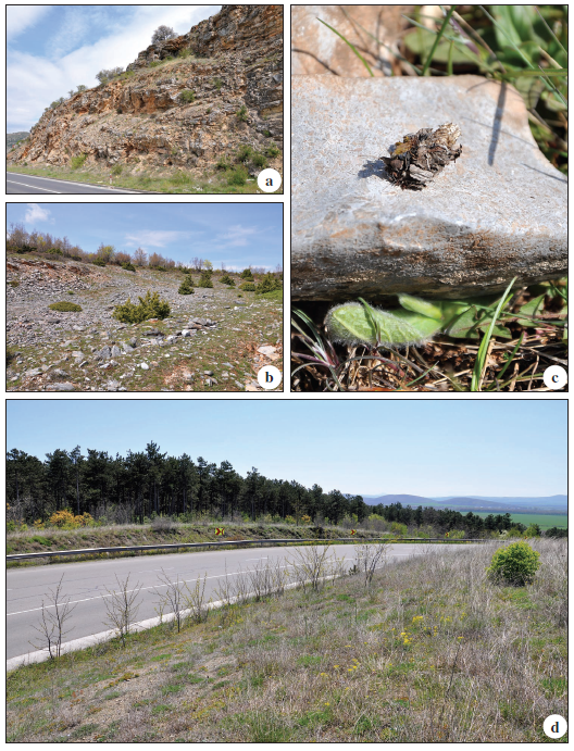 Habitat of P. rutjani Arnscheid & Weidlich, sp. n. at the Balkans: a. North-Macedonia, near Ochrid, 1 km N, 700 m, 18-IV-2011. b. Greece, Makedonia, Oros Vermio, near Kato Vermio W, 1050 m, 20-IV-2011. c. Caterpillar, same data. d. Bulgaria, Stara Zagora W, near Stare Selo 2 km S, 400 m, 23-IV-2011. Photos: M. Weidlich.