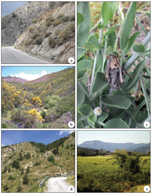 Habitat of P. albida and P. lorquiniella stat. rev. in South Europe. a. P. lorquiniella, stat. rev. Spain, Andalusia, near Algarrobo, 15-III-2015; b. P. lorquiniella, stat. rev. Portugal, Sameiro 1 km W, near Manteigas, 5-V-2010, c. P. lorquiniella stat. rev., larva with larval case, Spain, Andalusia, Algarrobo, 15-III-2015. Habitat of P. albida: d. P. albida, Italy, Liguria, Colle Melosa, 1650 m, 23-VI-2017; e. P. albida, South France, Massif des Maures, near Colobrires, 10-IV-1980. Photos: W. R. Arnscheid.