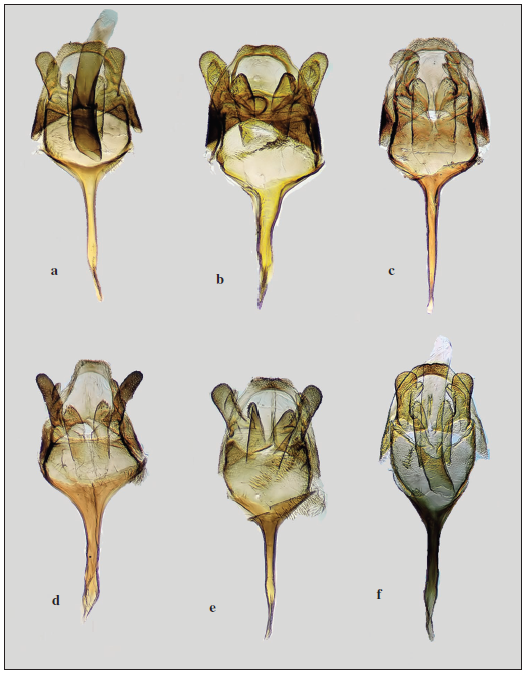 Male genitalia of species of the P. albida-species group: a. P. albida, genital slide 4009, France, Dpt. Lot. b.P. albida, genital slide 4105 (phallus removed), South France, Cannes. c.P. lorquiniella stat. rev., genital slide 4107 (phallus removed), Spain, Andalusia, Granada. d. P. lorquiniella stat. rev., genital slide 4106 (phallus removed), Portugal, Singeverga. e. P. rutjani Arnscheid & Weidlich, sp. n., genital slide 4109 (phallus removed), Ukraine, Kherson prov. f.P. rutjani sp. n., genital slide 4007, Ukraine, Kherson prov.