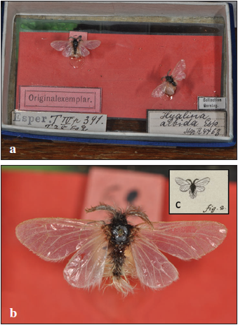 The syntypes of P. albida (Esper, 1786) in the Gerning collection (LMW): a. The original box of the Gerning collection with the two syntypes. b. The lectotype. c. The drawing of the type specimen in the book of ESPER (1786).