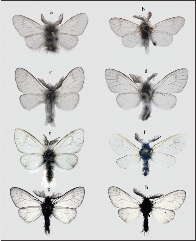 Male specimen of the Ptilocephala albida-species group: a.P. albida, “Frankreich”, leg. C. Gatnar (MWM); b.P. albida, “Sdfrankreich” ex. Coll. Daniel (MWM); c.P. lorquiniella stat. rev. Andalusia, Chiclana, 11-V-1914, gro V. Bartha (MWM); d.P. lorquiniella, Spain, Mlaga, e. l. 1-V-1972, leg. Eitschberger (MWM); e.P. lorquiniella stat. rev. Portugal, Manteigas, Serra da Estrela, e. l. 10-V-2010 (CWA); f. P. rutjani Arnscheid & Weidlich, sp. n. paratype, Greece, Makedonia, Oros Vermio, near Kato Vermio W, 1050 m, e. p. 04-V-2011 (CMW); g.P. rutjani sp. n. holotype, Ukraine, Kherson prov., Tschernomorsky, 12- 17-IV-2001, leg. E. Rutjan (SMNK); h. ditto, paratype, same data (CWA).