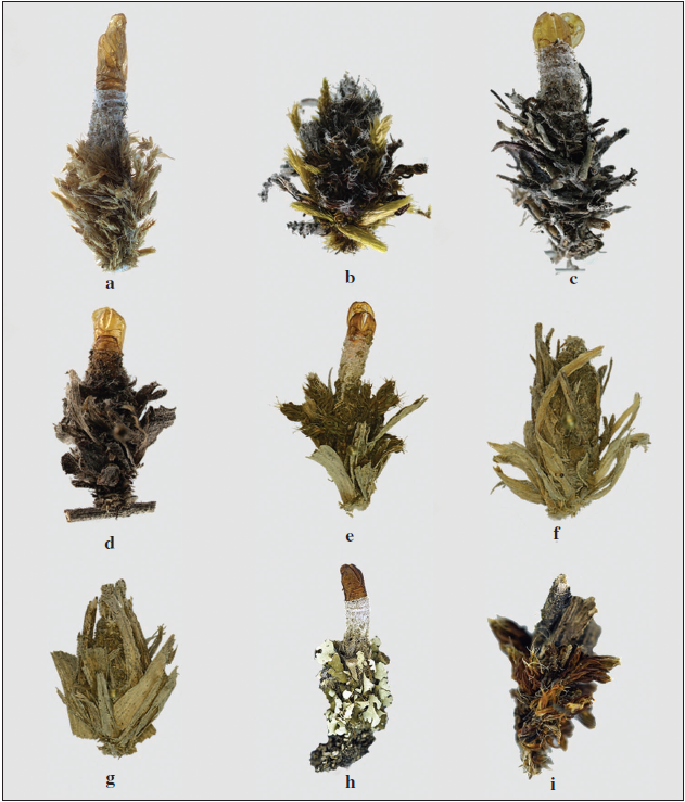 Male and female larval cases of the Ptilocephala albida-species group: a. ♂ larval case, P. albida, “Sdfrankreich” ex. Coll. Daniel; b. ♀ larval case, P. albida, Spain, Huesca, Benasque, VI-2012 (CWA); c. ♂ larval case, P. lorquiniella stat. rev. Portugal, Manteigas, Serra da Estrela, V-2010 (CWA); d. ♂ larval case, P. lorquiniella stat. rev. Spain, Mlaga, 8-V-1972, leg. Eitschberger (MWM); e.P. rutjani Arnscheid & Weidlich, sp. n. ♂ larval case, Greece, Makedonia, Oros Vermio, near Kato Vermio W, 1.050 m, e. p. 04-V-2011 (CMW); f. P. rutjani sp. n. ♀ larval case, North-Macedonia, near Ochrid, 1 km N, 700 m, 18-IV-2011, leg. M. Weidlich (CMW); g.P. rutjani sp. n. ♀ larval case, Bulgaria, near Stara Zagora W, Stare selo 2 km S, 400 m, 23-IV-2011 (CMW); h.P. rutjani sp. n. ♂ larval case, Ukraine, Kherson prov., Tschernomorsky, 12-17-IV-2001, leg. E. Rutjan (CER); i.P. rutjani sp. n. ♀ larval case, ditto (CER).