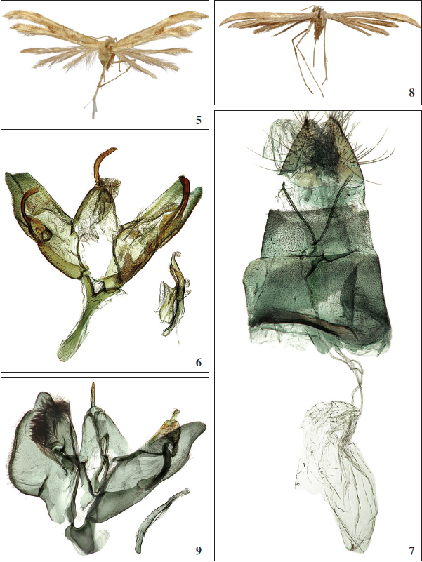 5-7. Emmelina doroshkini Ustjuzhanin & Kovtunovich, sp. n. 5. Adult (Holotype, ZISP); 6. Male genitalia (Holotype, ZISP, 1926); 7. Female genitalia (Paratype, ZISP, 1927). 8-9. Emmelina reshetnikovi Ustjuzhanin & Kovtunovich sp. n. 8. Adult (Holotype, ZISP); 9. Male genitalia (Holotype, ZISP, 1928).