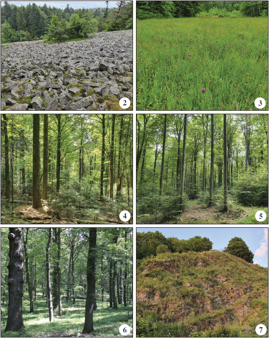 Part of the scree slope (gołoborze) on the northern side of the Łysogra Range near its highestpoint (Łysiec). 3. Part of a woodland meadow ecosystem at the Podgrze locality. 4. Part of the upland mixedfir forest ecosystem on a slope of the Łysogra Range. 5. Part of the ecosystem including the mountainforeland form of the fertile Carpathian beech association on a slope of the Klonw Range. 6. Part of the uplandoak-hornbeam forest ecosystem with a varied tree stand on a slope of the Mount Chełmowa Gra. 7. Part ofthe south-west facing xerothermic sward on the Skarpa Zapusty scarp slope.
