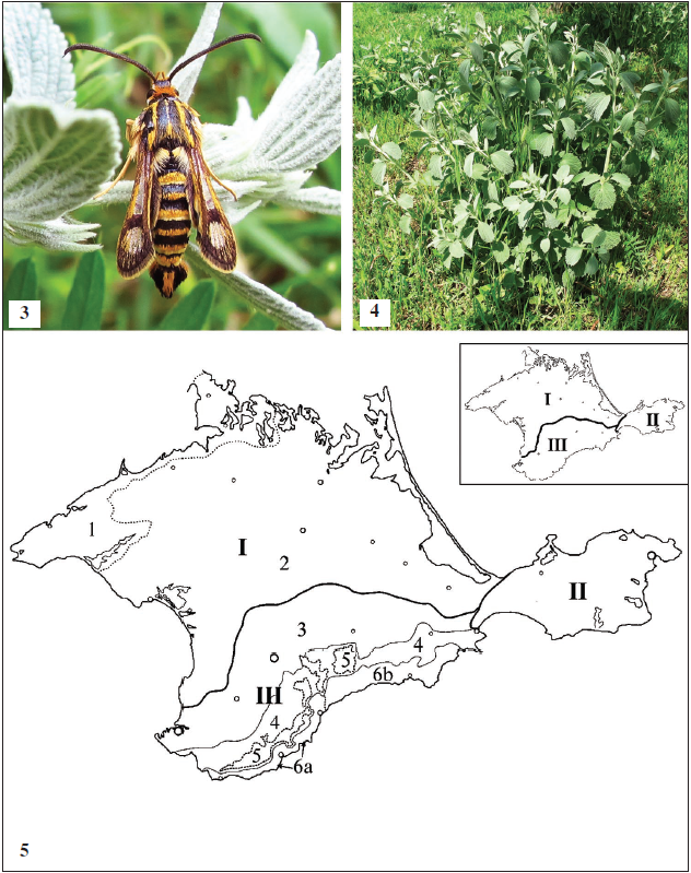 Male of Ch. efetovi, Crimea, Bor-Kaya, 8-VII-2017, photo: K. A. Efetov. 4.Marrubiumperegrinum L. (Lamiaceae) - larval host plant of Ch. efetovi, Crimea, Bor-Kaya, 12-V-2016, photo: K. A. Efetov. 5. Crimean landscapes (after EFETOV, 2005): I - Plain region (steppe) (1, Tarkhankut and PerekopKarkinit landscapes, 2, central plain); II - Hilly Kerch Peninsula (steppe), III - Mountain region (3, foothill forest-steppe, 4, mountain forests, 5, yayla, mountain meadow steppe, 6, Southern coast of the Crimea (forests and scrub of sub-Mediterranean type): 6a, western part, 6b, eastern part).