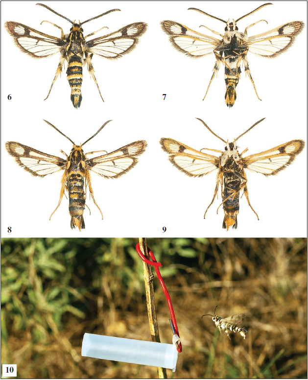 Ch. efetovi.6-7. Male. Russia, Crimea, Simferopol’ District, Mramornoye, 4449.646’N, 03415.499’E, 492 m, 10-VII-2020, O. Gorbunov & K. Efetov leg. (SESIIDAE pictures N-N- 0153-0154- 2020). Alar expanse 17.8 mm (COGM). 8-9. Female. Russia, Crimea, Saki District, Novoozyornoye, 4522.892’N, 03308.817’E, 28 m, 11-VII-2020, O. Gorbunov & K. Efetov leg. (SESIIDAE pictures N-N 0163-0164-2020). Alar expanse 19.2 mm (COGM). 10. A male attracted to artificial sex pheromone. Russia, Crimea, Razdol’noye District, Kashtanovka, 4537.243’N, 03321.166’E, 66 m, 11-VII-2020. Photos: O. G. Gorbunov.