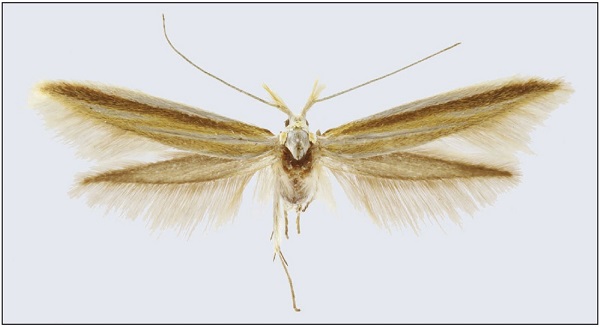 Coleophora donata Baldizzone, sp. n. - female, paratype (wingspan 18 mm).