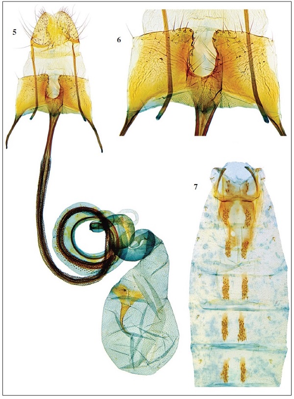 5. C. donata Baldizzone, sp. n. - female genitalia, paratype. 6. Enlargement of sterigma. 7. Abdomen, segments 1-5.