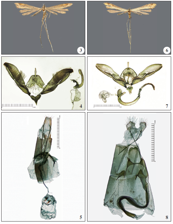 3-5. Postplatyptilia lastukhini Ustjuzhanin & Kovtunovich, sp. n. 3. Adult (Holotype, ZISP). 4. Male genitalia (Holotype, ZISP 1931). 5. Female genitalia (Paratype, ZISP 1932). 6-8. Postplatyptilia stekolnikovi Ustjuzhanin & Kovtunovich, sp. n. 6. Adult (Holotype, ZISP). 7. Male genitalia (Holotype, ZISP 1933). 8. Female genitalia (Paratype, ZISP 1934).