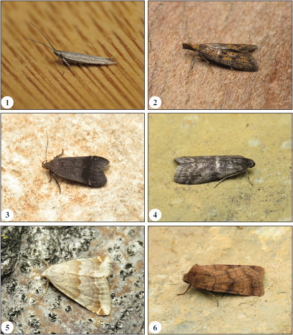 Coleophora anitella Baldizzone, 1985 (J. Nunes). 2.Aplota palpellus (Haworth, 1828) (J. Nunes). 3.Anacampsis obscurella (Denis & Schiffermller, 1775) (J. Nunes). 4. Apomyelois bistriatella (Hulst, 1887) (J. Nunes). 5.Eublemma amoena (Hbner, 1803) (J. Nunes). 6.Xestia sexstrigata (Haworth, 1809) (J. Nunes).