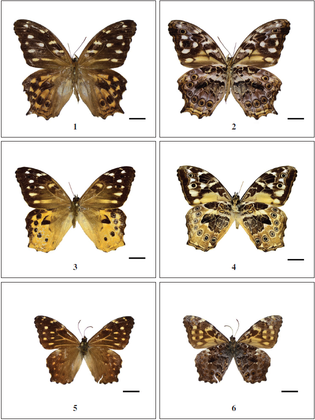 Neope Moore. 1.Neope bhadra (Moore), ♂, dorsal (Arunachal Pradesh, Namdapha); 2. ditto, ventral; 3. Neope armandii khasiana Moore, ♂, dorsal (Arunachal Pradesh, Dibang Valley); 4. ditto, ventral; 5. Neope pulaha pulaha (Moore), ♂, dorsal (Arunachal Pradesh, Dibang Valley); 6. ditto, ventral. Scale bar - 10 mm.