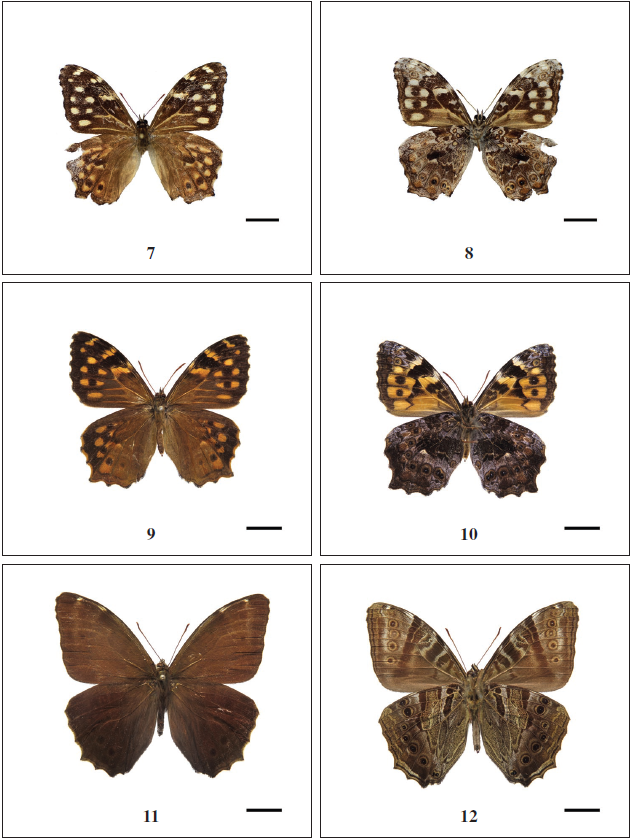 Neope Moore. 7. Neope pulahoides pulahoides Moore, ♂, dorsal (Arunachal Pradesh, Dibang Valley); 8. ditto, ventral; 9.Neope pulahina (Evans), ♂, SATY0463, dorsal (China, Yunnan); 10. ditto, ventral; 11. Neope yama yama (Moore), ♂, dorsal (China, Yunnan); 12. ditto, ventral. Scale bar - 10 mm.