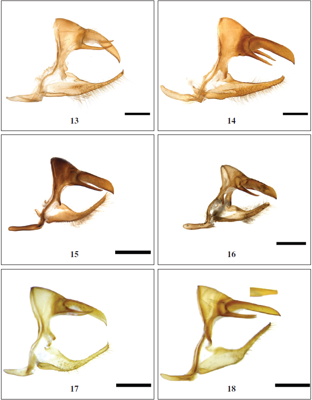 Male genitalia of Neope Moore, in lateral view with left valva removed. 13.Neope bhadra (Moore) (Arunachal Pradesh, Namdapha); 14. Neope armandii khasiana Moore (Arunachal Pradesh, Dibang Valley); 15.Neope pulaha pulaha (Moore) (Arunachal Pradesh, Dibang Valley); 16.Neope pulahoides pulahoides Moore (Arunachal Pradesh, Dibang Valley); 17.Neope pulahina (Evans) (China, Yunnan); 18.Neope yama yama (Moore) (China, Yunnan) (insert dorsal view of uncus). Scale bar - 1 mm.