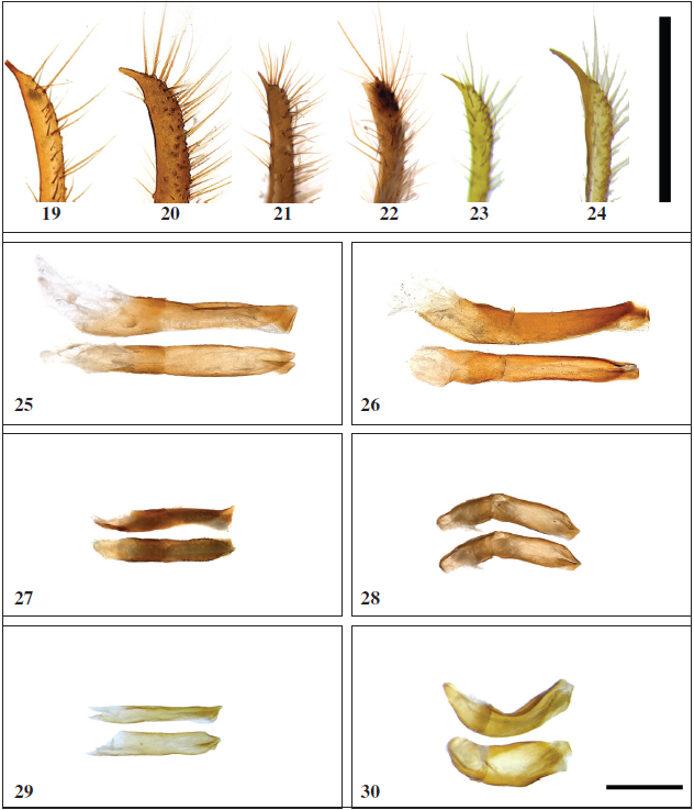 Tip of the male valva in lateral view. 19.Neope bhadra (Moore) (Arunachal Pradesh, Namdapha); 20. Neope armandii khasiana Moore (Arunachal Pradesh, Dibang Valley); 21.Neope pulaha pulaha (Moore) (Arunachal Pradesh, Dibang Valley); 22.Neope pulahoides pulahoides Moore (Arunachal Pradesh, Dibang Valley); 23.Neope pulahina (Evans) (China, Yunnan); 24.Neope yama yama (Moore) (China, Yunnan). Scale bar - 1 mm. 25-30.– Aedeagus in lateral and ventral view. 25.Neope bhadra (Moore) (Arunachal Pradesh, Namdapha); 26.Neope armandii khasiana Moore (Arunachal Pradesh, Dibang Valley); 27.Neope pulaha pulaha (Moore) (Arunachal Pradesh, Dibang Valley); 28.Neope pulahoides pulahoides Moore (Arunachal Pradesh, Dibang Valley); 29.Neope pulahina (Evans) (China, Yunnan); 30.Neope yama yama (Moore) (China, Yunnan). Scale bar - 1 mm.