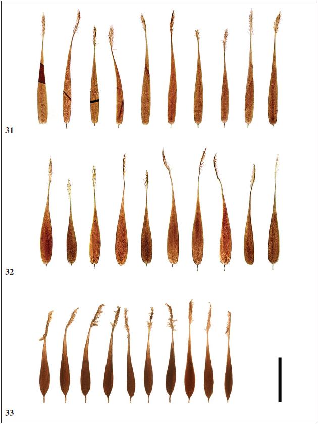 Androconia of Neope Moore. 31.Neope bhadra (Moore) (Arunachal Pradesh, Namdapha); 32. Neope armandii khasiana Moore (Arunachal Pradesh, Dibang Valley); 33. Neope pulaha pulaha (Moore) (Arunachal Pradesh, Dibang Valley). Scale bar - 0.1 mm.