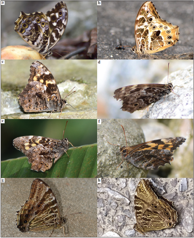Neope Moore of India. a. Neope bhadra (Moore) (Arunachal Pradesh, Namdapha); b.Neope armandii khasiana Moore (Arunachal Pradesh, Dibang Valley); c. Neope pulaha pulaha (Moore) (Arunachal Pradesh, Dibang Valley); d.Neope pulaha pandyia (Talbot) (Himachal Pradesh, Kullu); e.Neope pulahoides pulahoides Moore (Arunachal Pradesh, Dibang Valley); f. Neope pulahina (Evans) (Arunachal Pradesh, Dibang Valley); g.Neope yama yama (Moore) (Arunachal Pradesh, Dibang Valley); h. Neope yama buckleyi Talbot (Himachal Pradesh, Kullu) (Road Killed). Copyright: Figure 34a. Arajush Payra; Figures 34(b-g). Gaurab Nandi Das; Figure 34h. Ajvir Rawat.