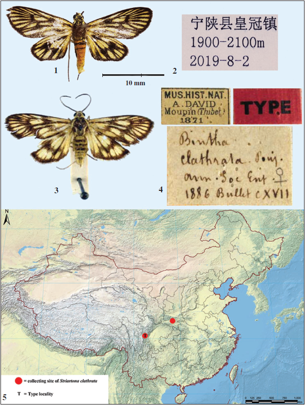 Striartona clathrata. 1. Female from Shaanxi (SCAU). 2. Its pin-label. 3. Holotype female from Sichuan (MNHN) (after EFETOV & TARMANN, 2012). 4. Pin-labels of holotype (after EFETOV & TARMANN, 2012). 5. Distribution of Striartona clathrata in China.