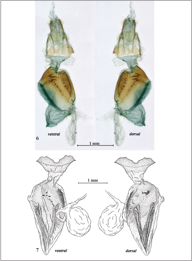 Female genitalia of Striartona clathrata. 6. Female from Shaanxi (SCAU). 7. Holotype female from Sichuan (MNHN) (after EFETOV & TARMANN, 2012).