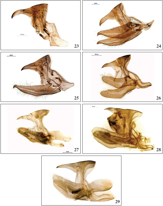 Bebearia paludicola meridionalis Mendes, Bivar & Lopes, ssp. n., holotype (BS-14605). 24- 25. 24. Bebearia orientis malawiensis Holmes, 2011 (BS-15747). 25. Bebearia orientis guerreiroi Mendes, Bivar & Lopes, ssp. n., paratype (PG- 4492). 26-27. 26.Bebearia sophus phreone (Overlaet, 1955) (CZ-558). 27.Bebearia sophus angolensis Mendes, Bivar & Lopes, ssp. n., holotype (PC-nn). 28-29. 28.Bebearia plistonax (Hewitson, 1874) (CZ-15790). 29. Bebearia ultima Hecq, 1990 (BS-559).