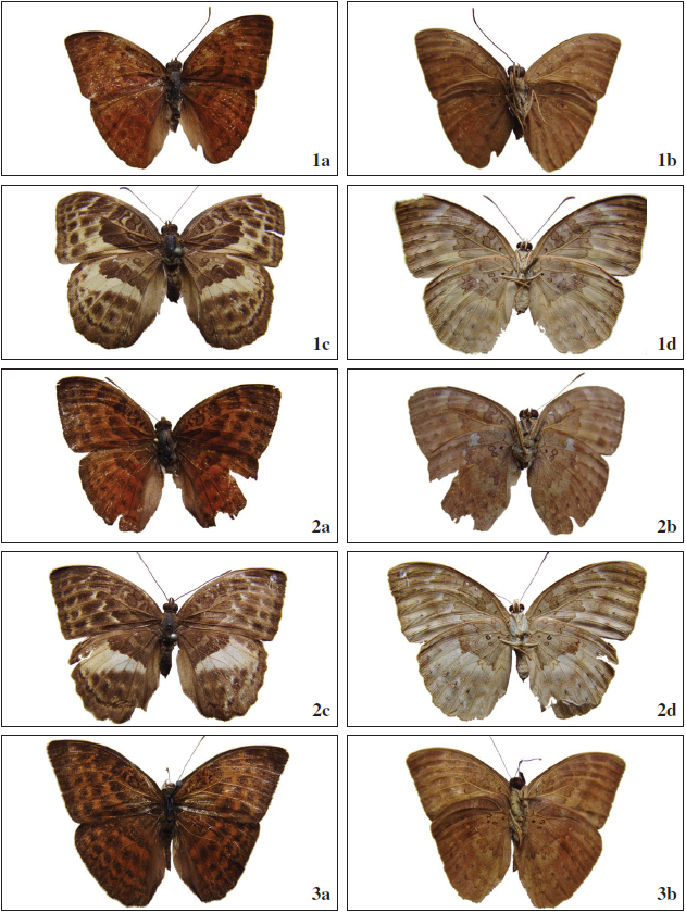 Bebearia languida (Schultze, 1920). 1a. ♂ (PG-241) R; 1b. Ibid, V; 1c. ♀ (CZ-nn) R; 1d. Ibid, V. 2a-2d. Bebearia absolon absolon (Fabricius, 1793). 2a. ♂ (PC-19827) R; 2b. Ibid, V; 2c. ♀ (CZ-nn) R; 2d. Ibid, V. 3a-3b.Bebearia absolon entebbiae (Lathy, 1906). 3a. ♂ (CZ-5362) R; 3b. Ibid, V.