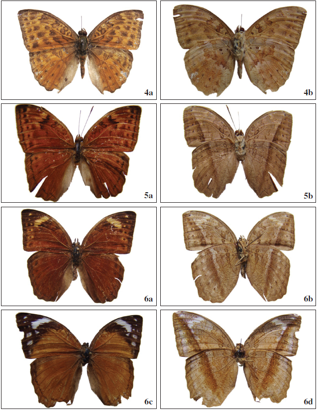 Bebearia zonara (Butler, 1871). 4a. ♂ (BS-14974) R; 4b. Ibid, V. 5a-5b.Bebearia senegalensis (Felder & Felder, 1867). 5a. ♂ (CZ-553) R; 5b. Ibid, V. 6a-6d. Bebearia guineensis inexpectata Mendes, Bivar & Lopes, ssp. n. 6a. Holotype ♂ (BS-15738) R; 6b. Ibid, V; Fig. 6c. Paratype ♀ (BS-15744) R; 6d. Ibid, V.
