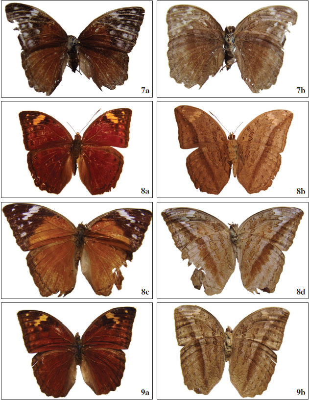 Bebearia cocalia cocalia (Fabricius, 1793). 7a. ♀ (PG-4488) R; 7b. Ibid, V. 8a-8d. Bebearia cocalia ngolae ssp. n. 8a. Holotype ♂ (BS-35041) R; 8b. Ibid, V; 8c. Paratype ♀ (BS-36694) R; 8d. Ibid, V. 9a-9d.Bebearia paludicola meridionalis Mendes, Bivar & Lopes, ssp. n. 9a. Holotype ♂ (BS-14605) R; 9b. Ibid, V.